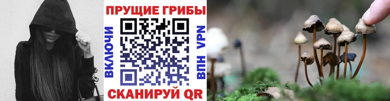 закладки  Сретенск  Галлюциногенные грибы прущие грибы 